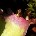 Neoregelia cruenta