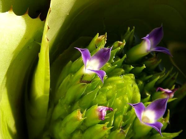 Neoregelia cruenta