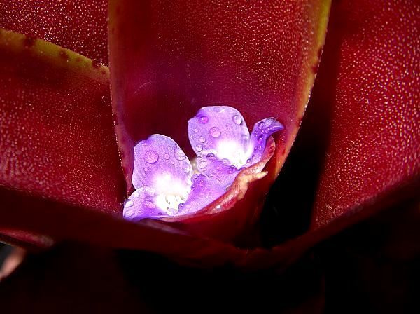 Neoregelia 'Fire ball F2'