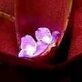 Neoregelia 'Fire ball F2'