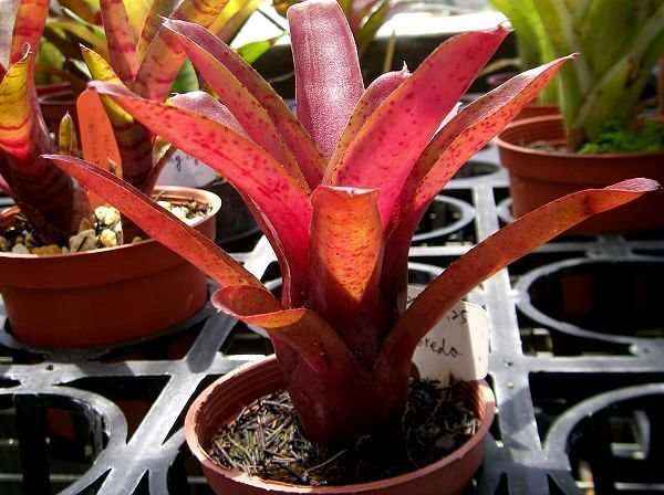 Neoregelia 'Fire ball F2'