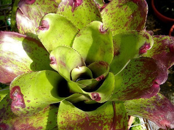 Neoregelia 'Heart shape'