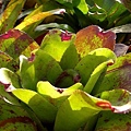 Neoregelia 'Heart shape'