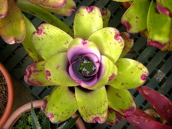 Neoregelia 'Heart shape'