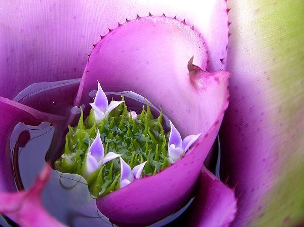 Neoregelia 'Heart shape'