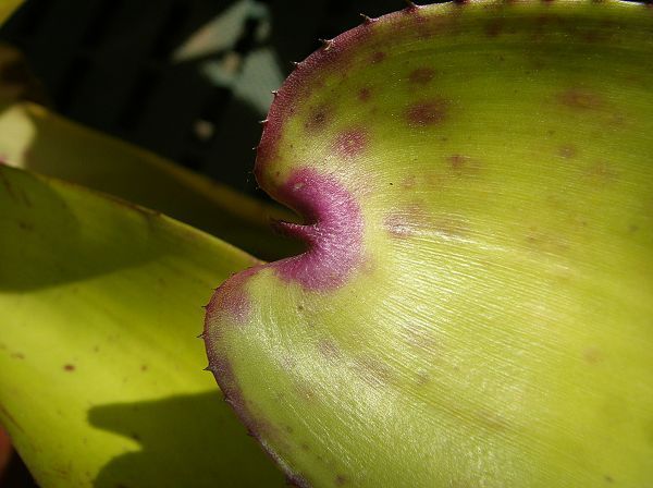 Neoregelia 'Heart shape'