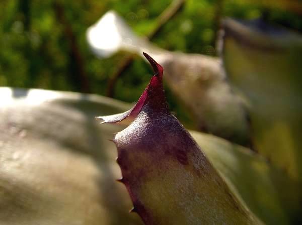 Neoregelia ''Mandella