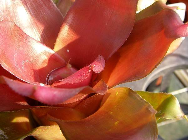Neoregelia 'one and only'
