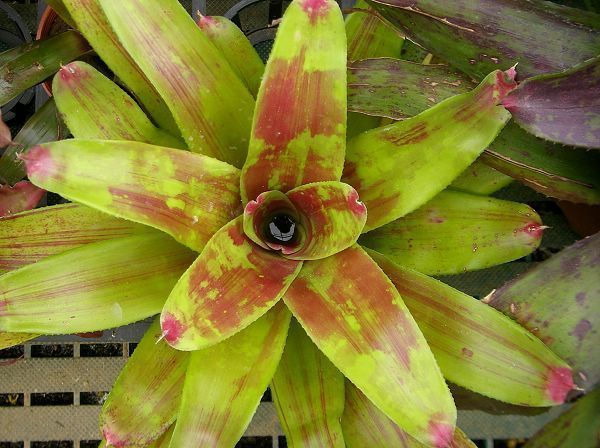 Neoregelia “Maya”