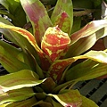 Neoregelia “Maya”