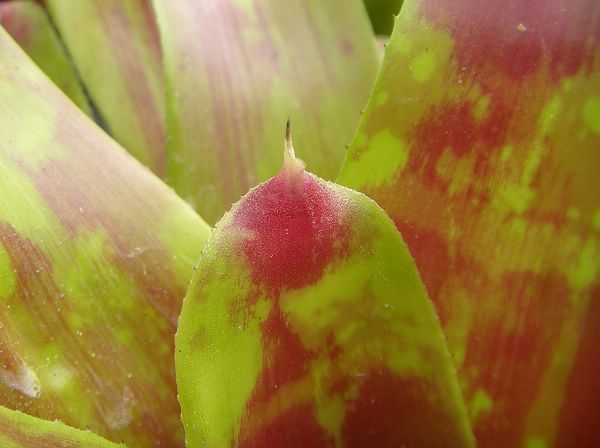 Neoregelia “Maya”