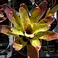 Neoregelia olens Vulcan” x “Marble Theroat&quot;