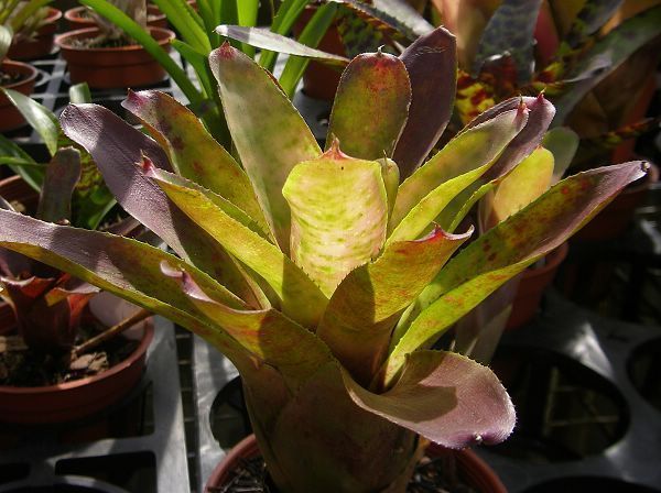 Neoregelia olens Vulcan” x “Marble Theroat&quot;