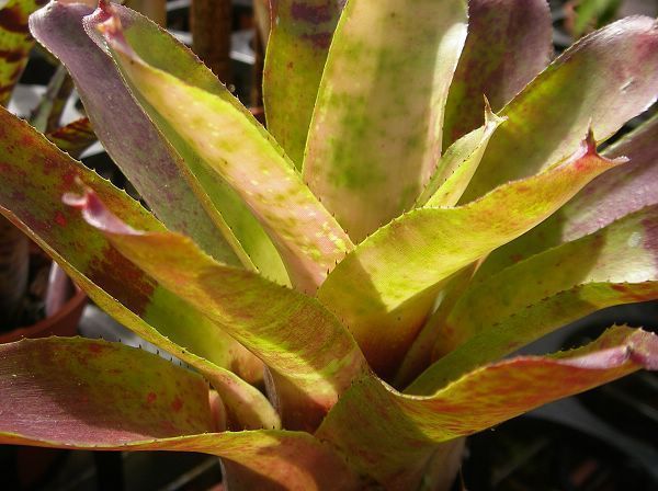 Neoregelia olens Vulcan” x “Marble Theroat&quot;