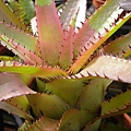 Neoregelia pendula