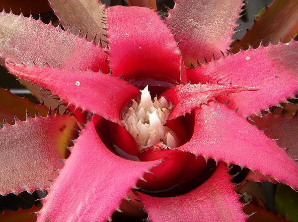 Neoregelia pendula