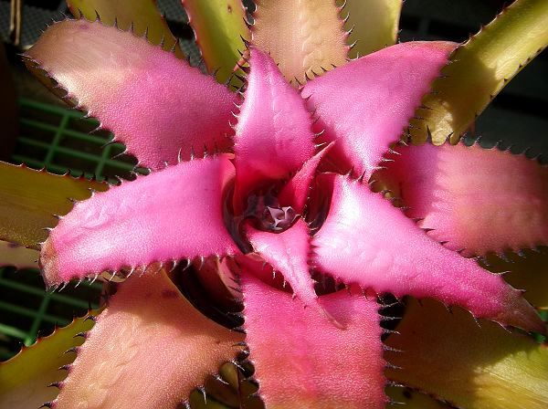 Neoregelia pendula X myrmecophila