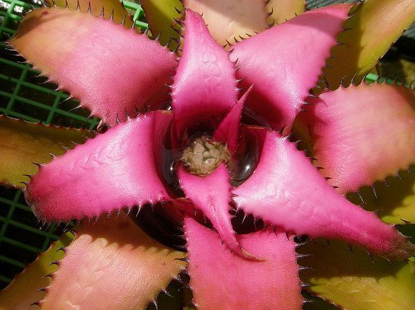 Neoregelia pendula X myrmecophila