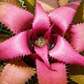 Neoregelia pendula X myrmecophila