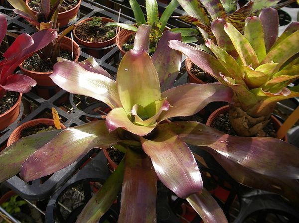 Neoregelia 'Puerto Rico'