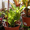 Aechmea aculeatosepala 