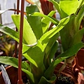 Aechmea aculeatosepala 