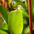 Aechmea aculeatosepala 