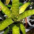 Aechmea correia-araujoi