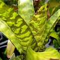 Aechmea correia-araujoi