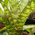 Aechmea correia-araujoi