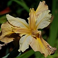 20110424542.jpg