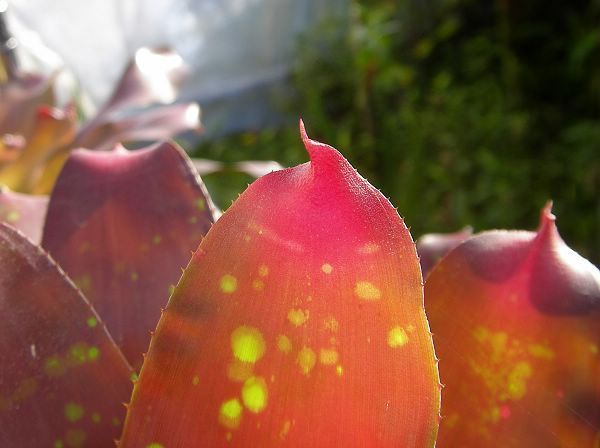 Neoregelia “Carousel”(3).jpg