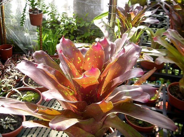 Neoregelia “Carousel”(4).jpg