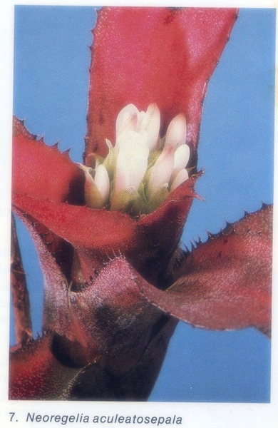 Aechmea aculeatosepala (2).jpg