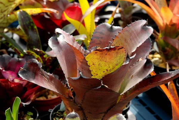 ブロメリア・エアープランツ Neoregelia Carcharodon Giant Neoregelia carcharodon 'Giant' – Tropiflora