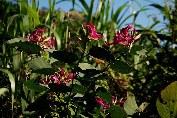 DSC_0189.JPG