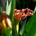 201004095.jpg