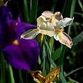 2010042239.jpg