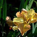 201004268.jpg