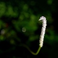 201006076.jpg