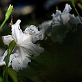 20110217203.jpg