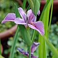 2011042020.jpg