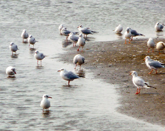 成龍濕地賞鳥 1.18..jpg 成龍濕地賞鳥 1.18..jpg