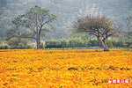 通宵賞花海 3.jpg 通宵賞花海 3.jpg