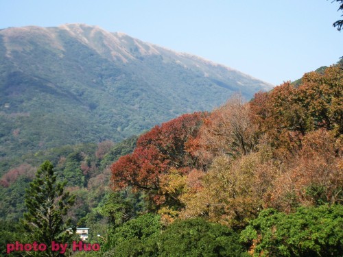 草山楓香紅似火 2.jpg 草山楓香紅似火 2.jpg