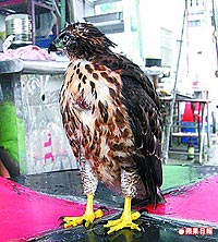 鳳頭蒼鷹 1.19..jpg 鳳頭蒼鷹 1.19..jpg