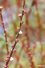 三星鄉 賞花探湖光 2.jpg