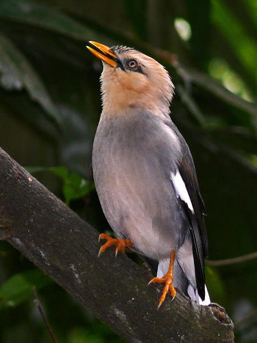 葡萄胸掠鳥.jpg