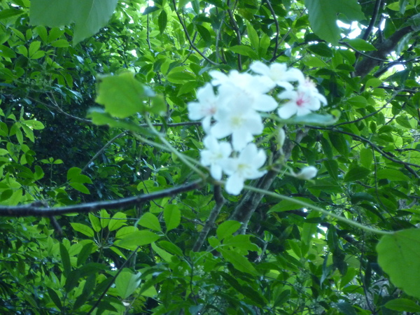 一簇桐花