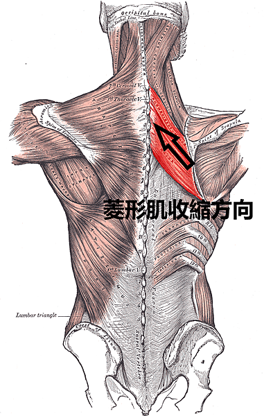 Rhomboidei